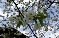 Kirschbaumblüte 